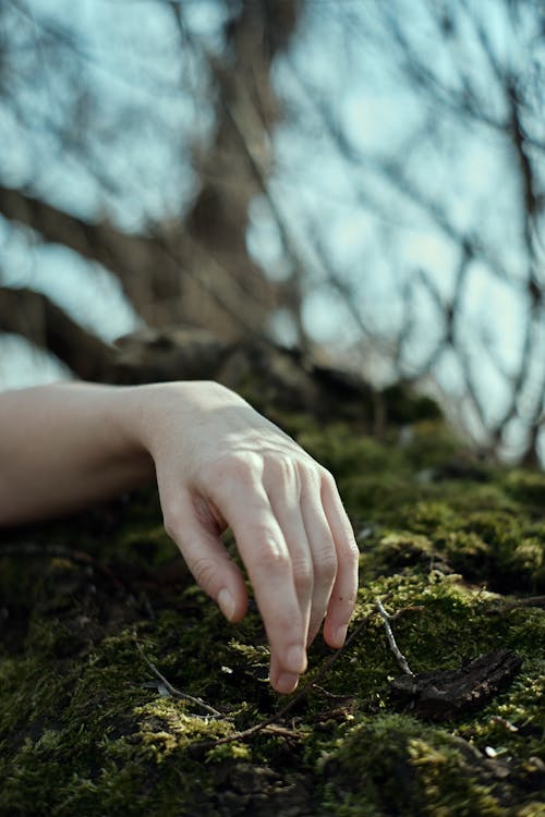 Hand touching green moss in woods