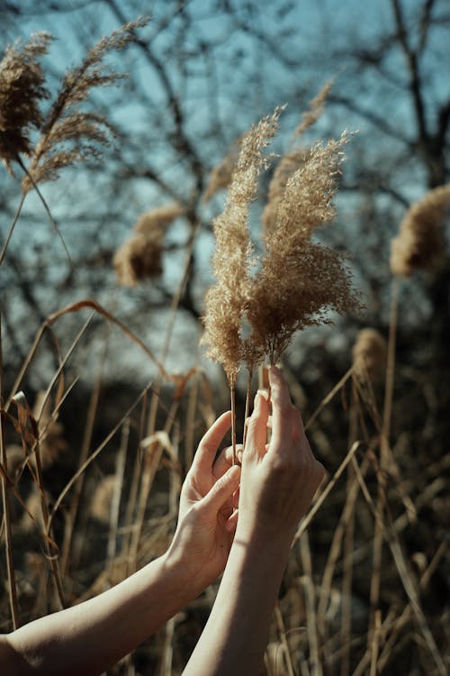 Woman touching dried grass in field