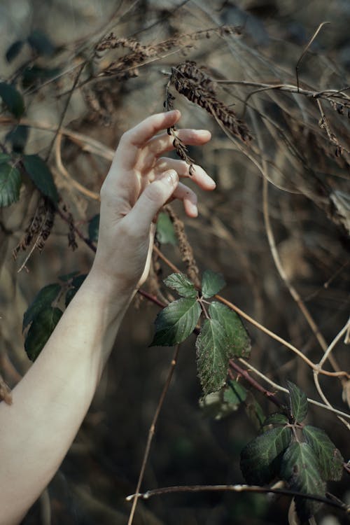 Crop faceless female touching gently dry fragile twig of shrub growing in autumn woods
