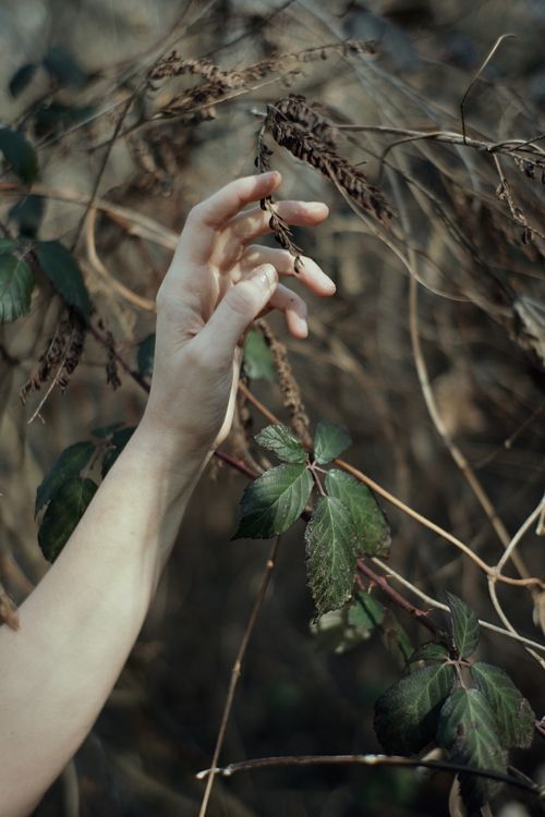 Free Crop faceless female touching gently dry fragile twig of shrub growing in autumn woods Stock Photo