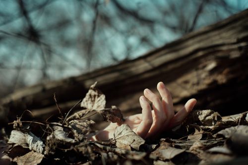 Free Ground level of crop anonymous person with hand placed on dry fallen leaves of tree in autumn forest Stock Photo