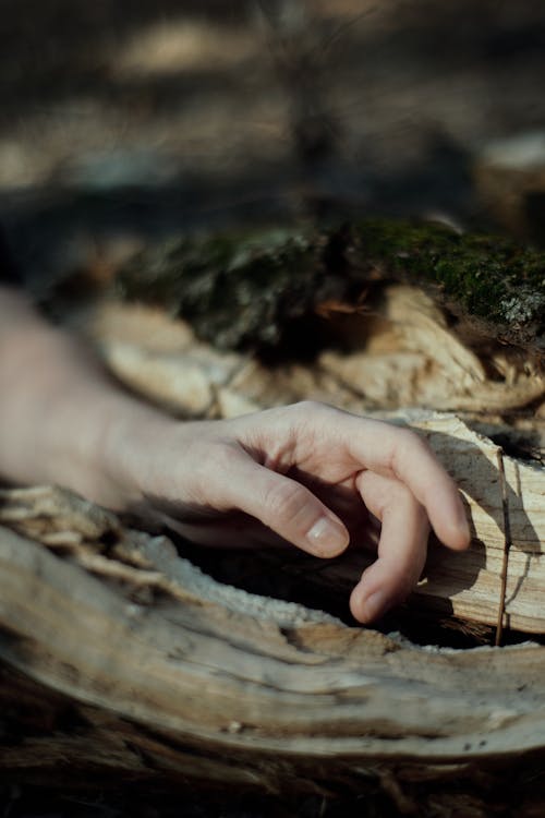 Person touching trunk of tree in forest