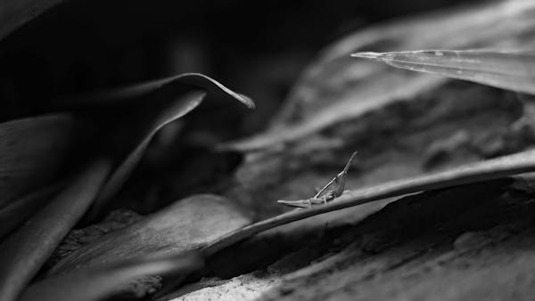 Stoneware Coffee Mug