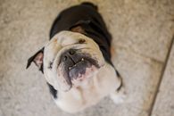 Funny purebred dog sitting on floor