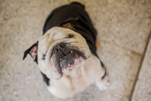 Funny purebred dog sitting on floor