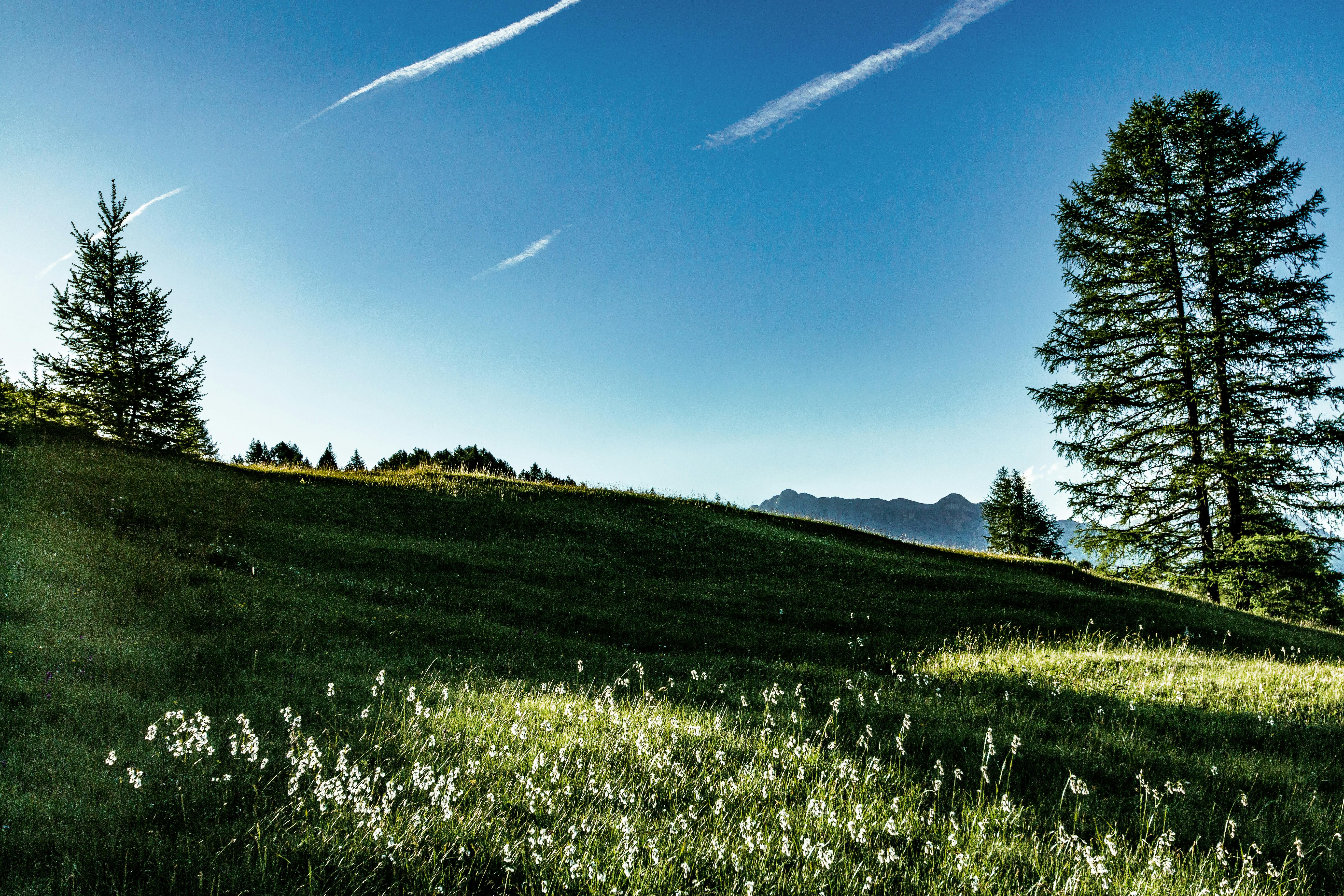宁静的乡村风光中，有草有树，天空晴朗