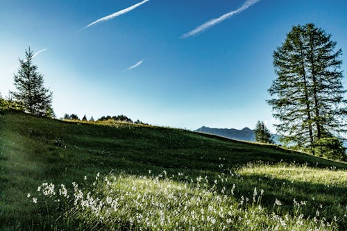 Landscape Photography of Green Field