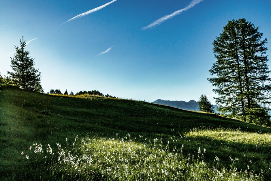blue sky, conifers, countryside