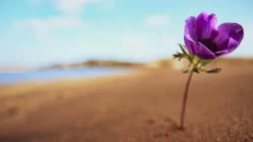 Free stock photo of αμμώδης παραλία, ανοιξιάτικο λουλούδι, μωβ Stock Photo