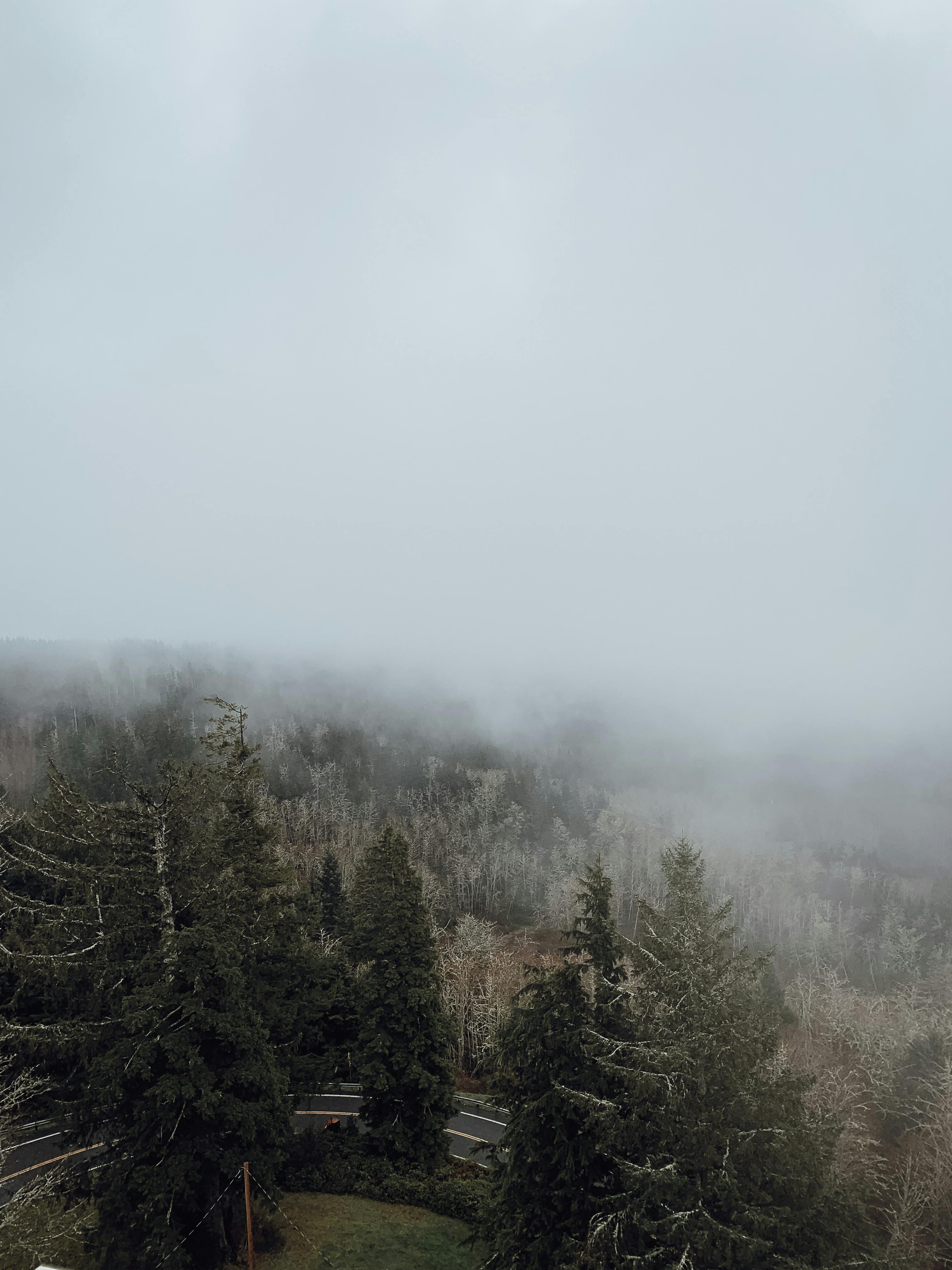 Trees growing along road in misty weather · Free Stock Photo