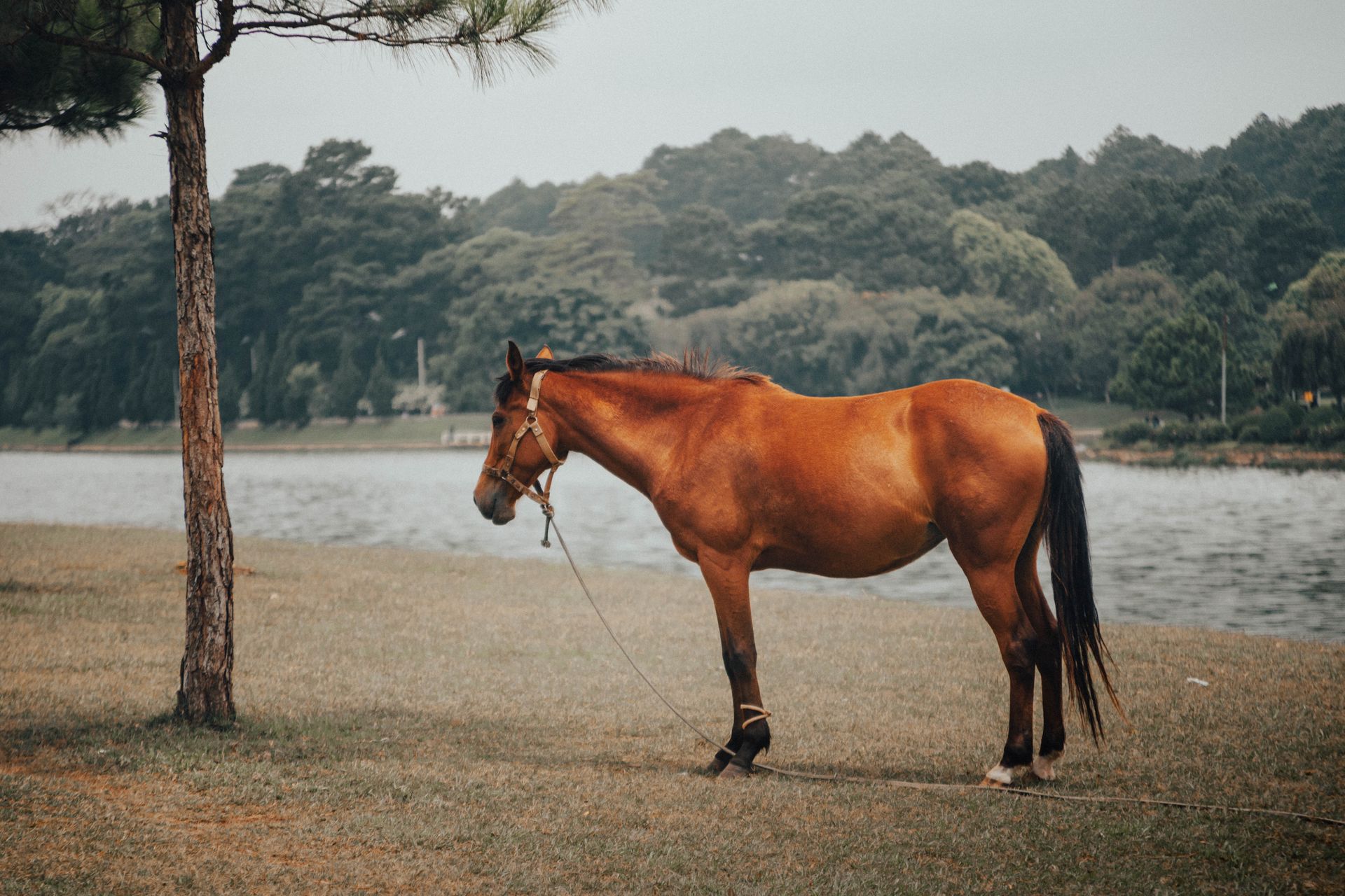 Full body side view of horse on leash with vibrant brown fur standing under tree on lawn by river next to forest