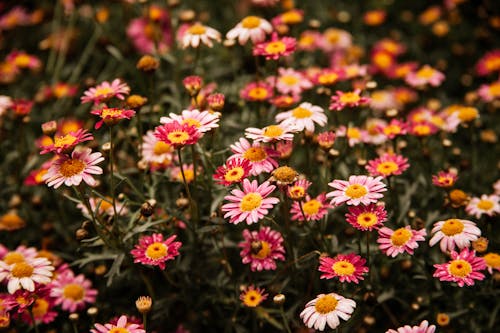 Vibrant Argyranthemum on flowerbed in daylight