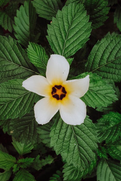 Turnera subulata in park in daylight