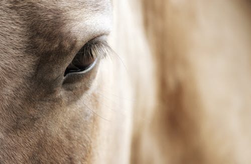 Closeup of brown horse eye