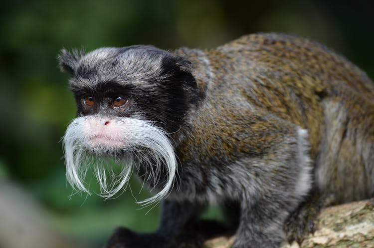 Emperor Tamarin