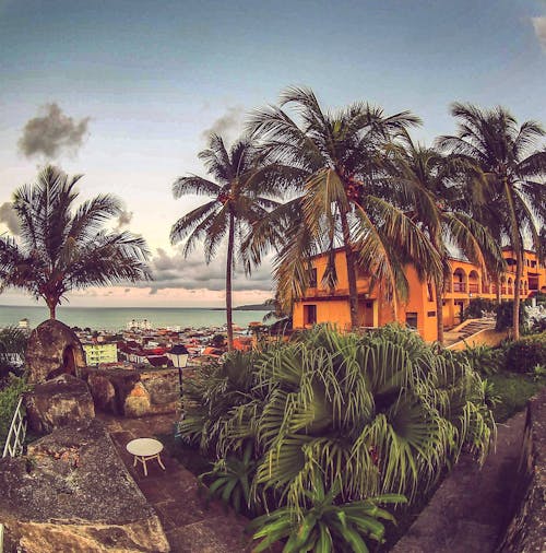 palmiyeağaçları, カライプラー, クバの無料の写真素材