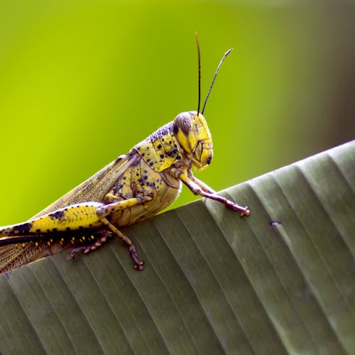 Macro of yellow insect sitting on leaf of exotic plant in garden in daytime