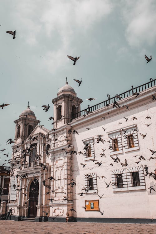 Pigeons flying over building