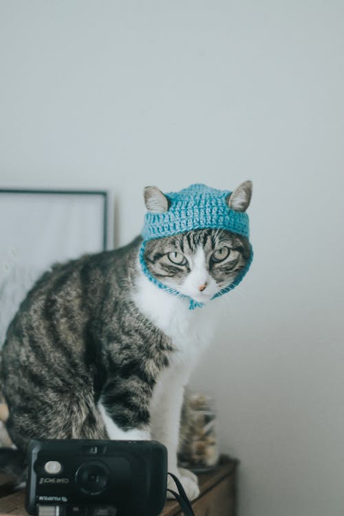 Cat wearing blue knitted hat sitting on table against white wall near photo camera and looking at camera