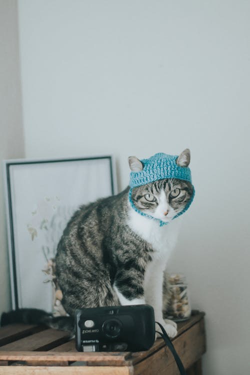 Cat in hat sitting near wall