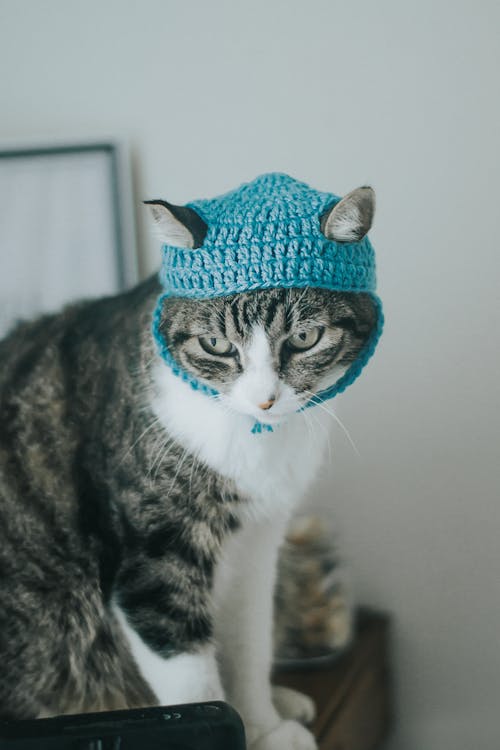 Tabby cat with knitted light blue hat sitting in cozy room near white wall and looking down