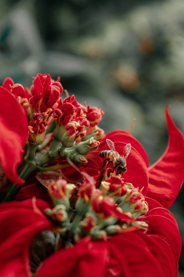 Red Flower With Bee On Top