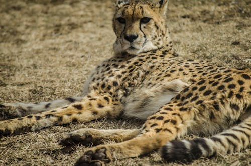 Free stock photo of animal photography, cheetah, cheetahs