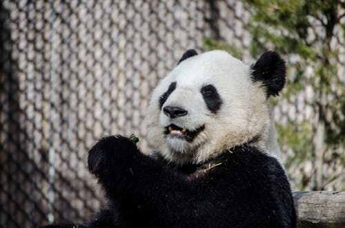 Free Panda Bear in Cage Stock Photo