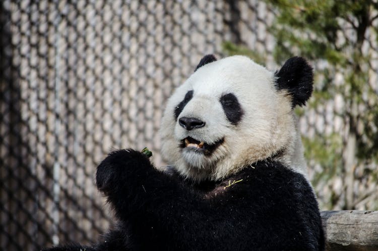 Panda Bear In Cage