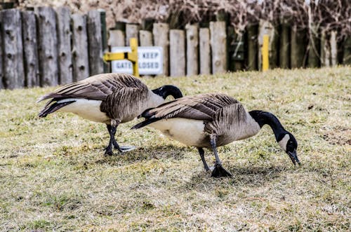 Free stock photo of animal photography, canadian geese, toronto