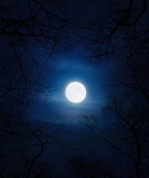 Free Silhouette of Trees Under the Moon Stock Photo