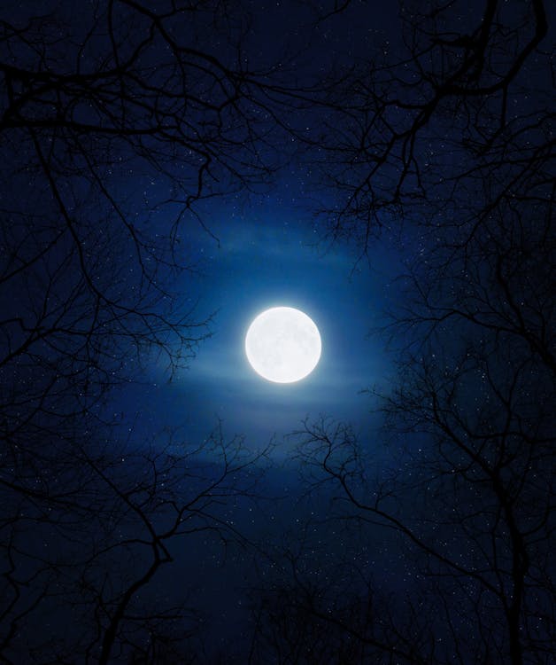 Silhouette of Trees Under the Moon