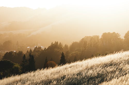 Green Trees on the Mountain