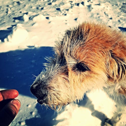 Ücretsiz Golden Retriever Köpek Karışımı Stok Fotoğraflar