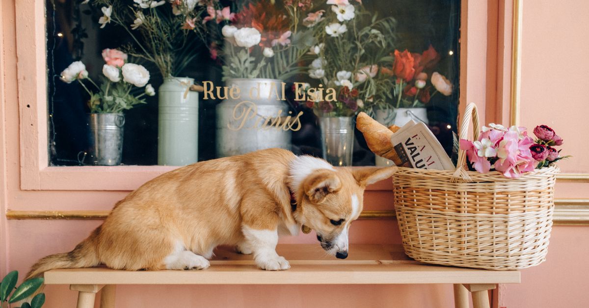 Foto de Pet shop ribeirão