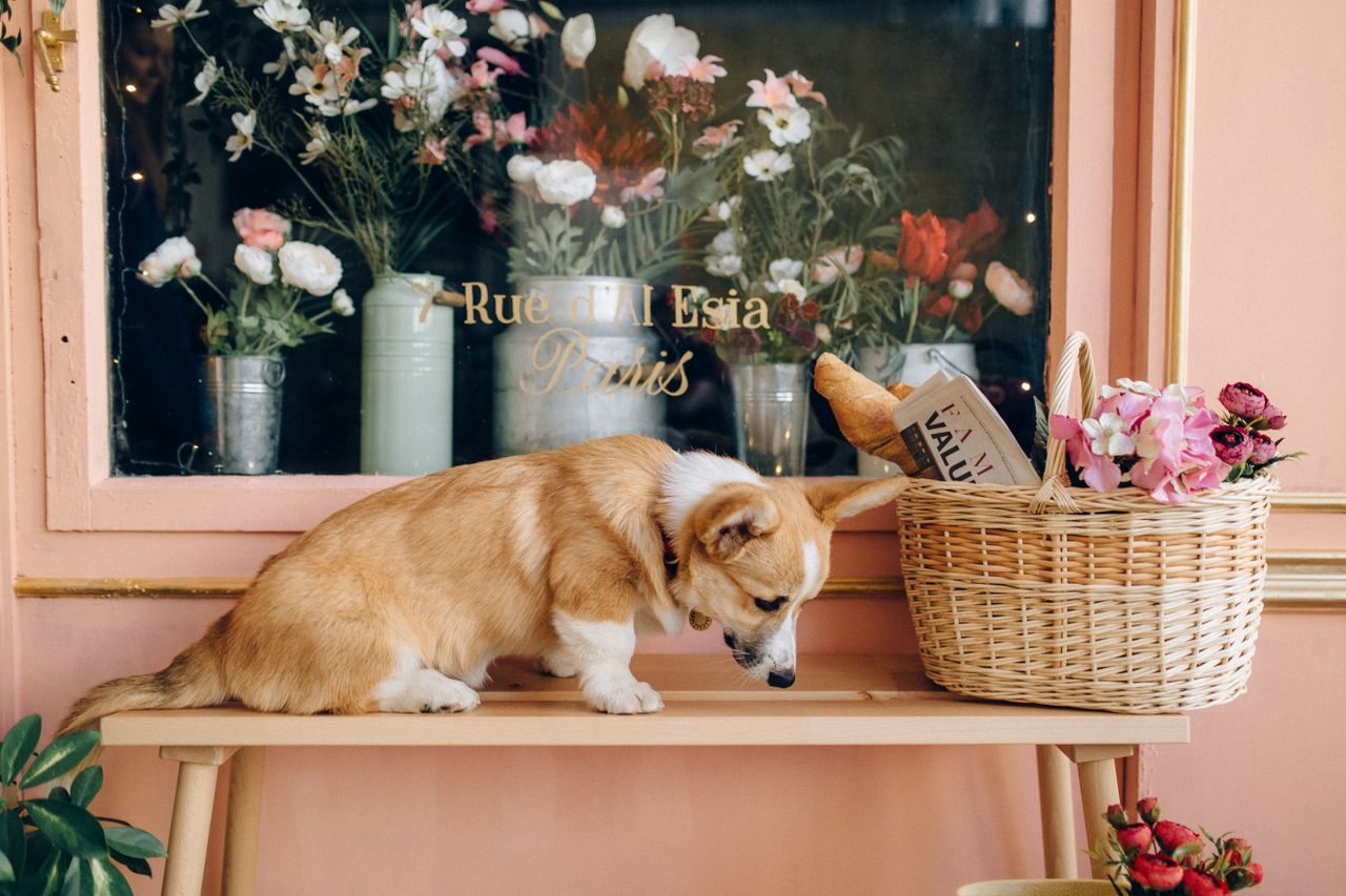 Animaleries : amende maximale de 1 500 € par chien ou chat vendu illégalement