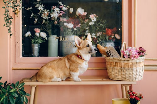 Free A Dog Sitting on the Wooden Bench Stock Photo