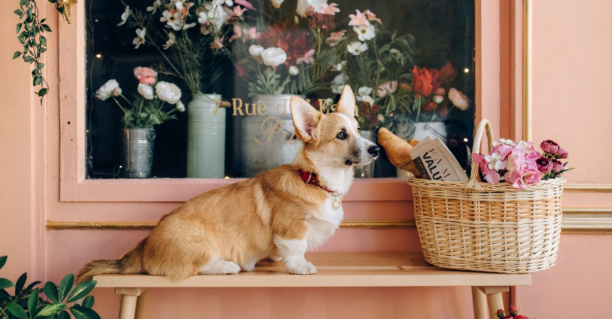 Foto de Patas e Cia - Clinica Veterinária e Pet Shop - Unidade CPA
