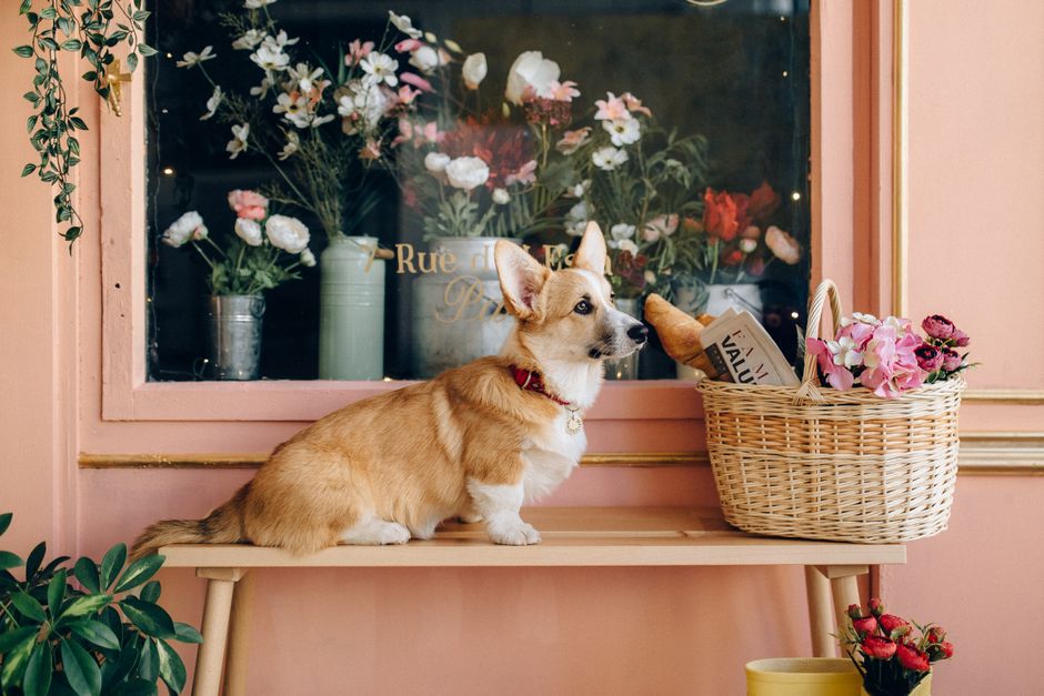 Pet shop / banho e tosa