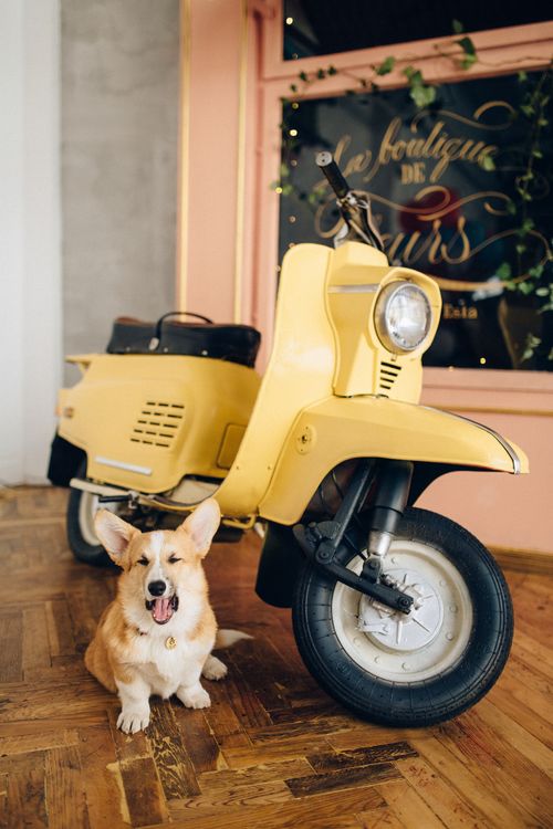 Free Charming image of a cute corgi next to a classic yellow scooter indoors, conveying warmth and playfulness. Stock Photo