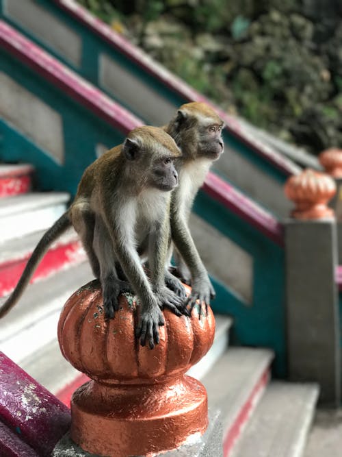 Funny monkeys on staircase railing in national park