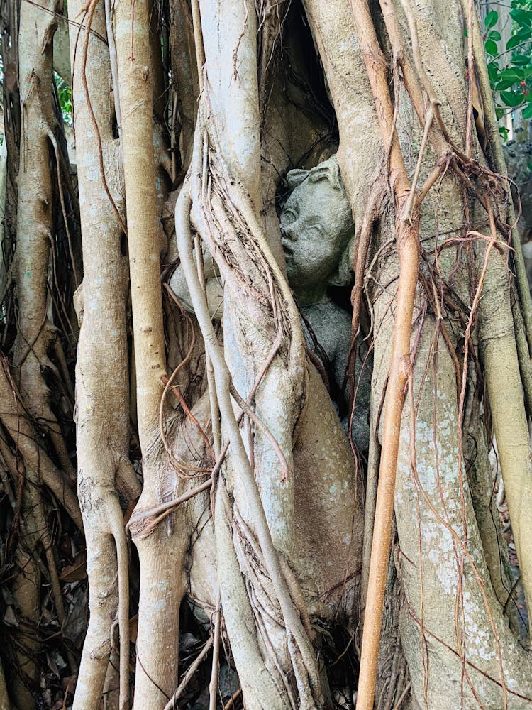 Medieval Angel Statue Covered With Thin Trees Stems