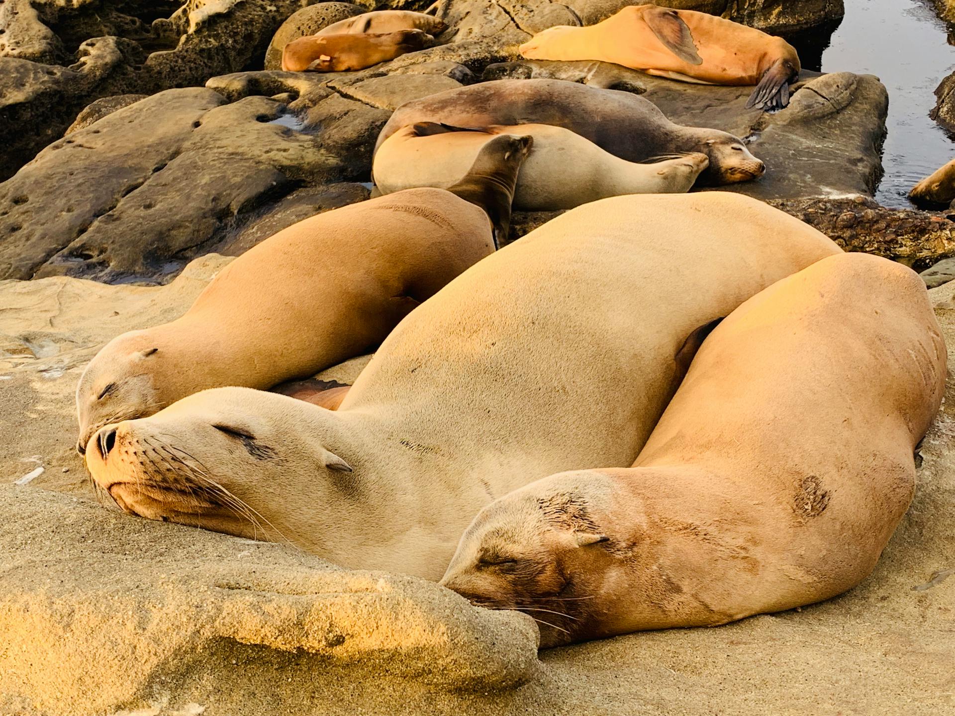 Cute seals sleeping on rocky seashore