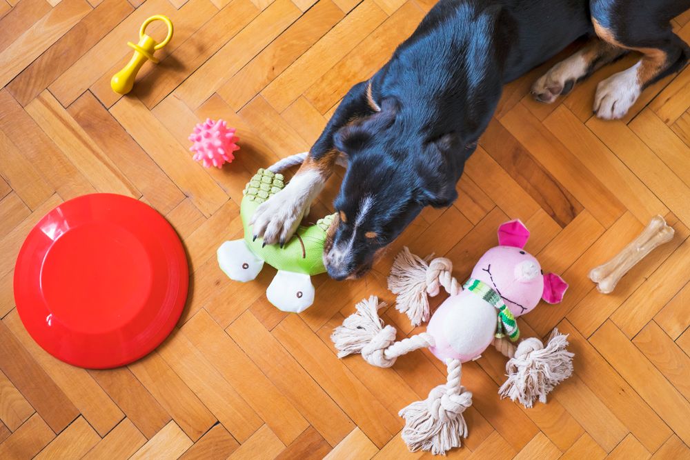 A dog surrounded by colorful toys