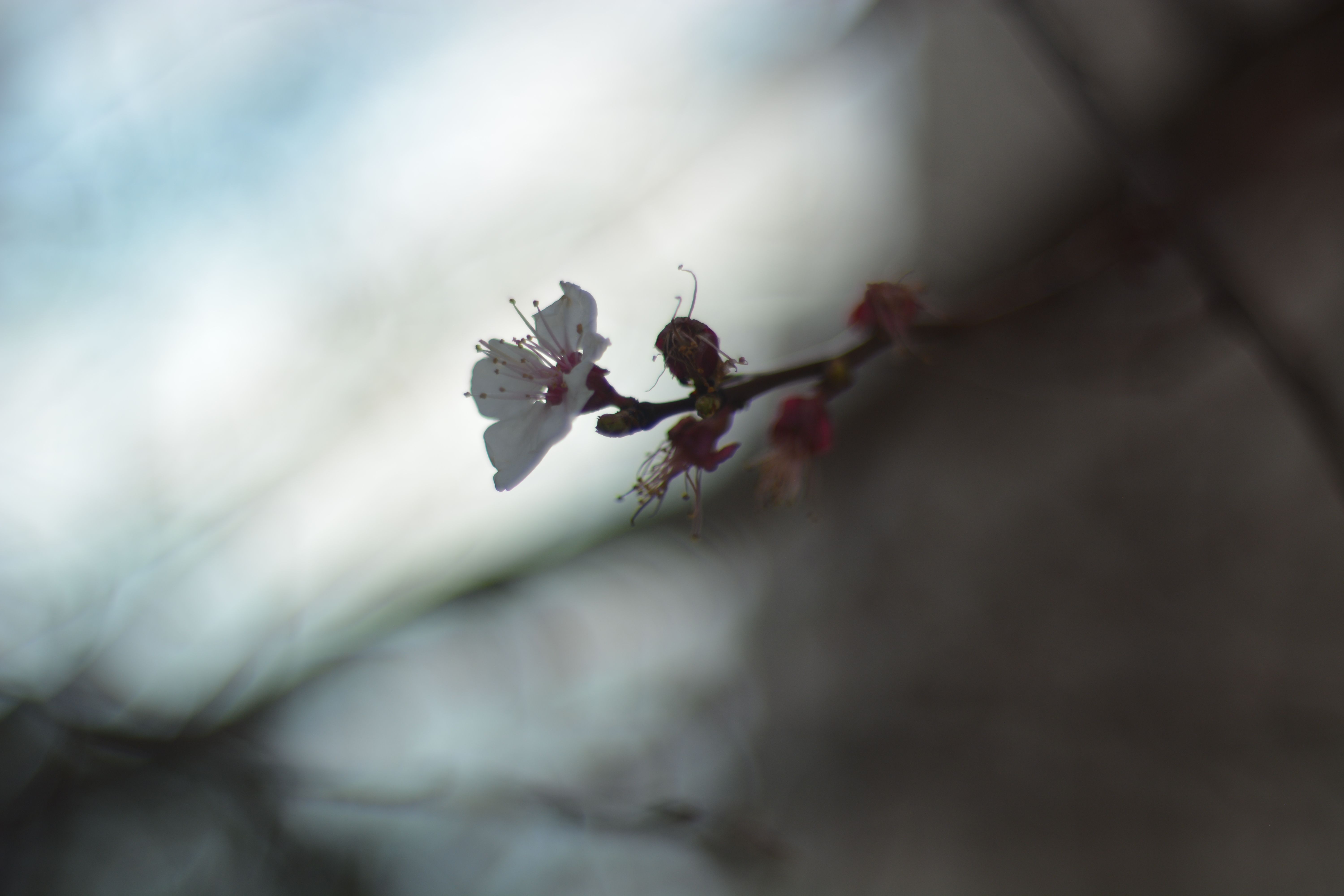 Hf f - Photography