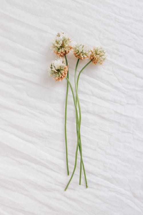 Foto profissional grátis de flor branca, fotografia de flores, fundo branco