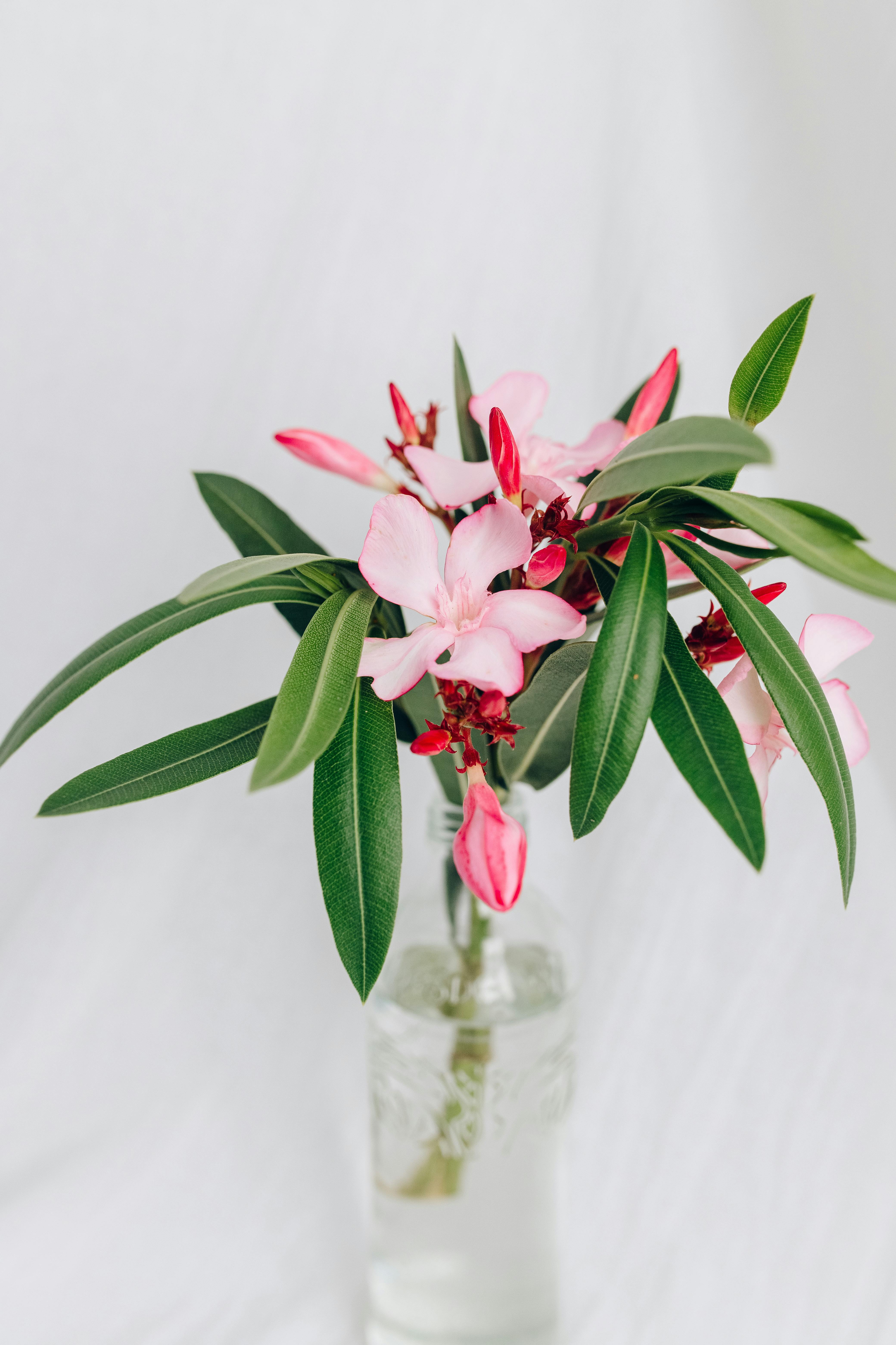 白色背景的玻璃花瓶中，排列着优雅的粉色夹竹桃花