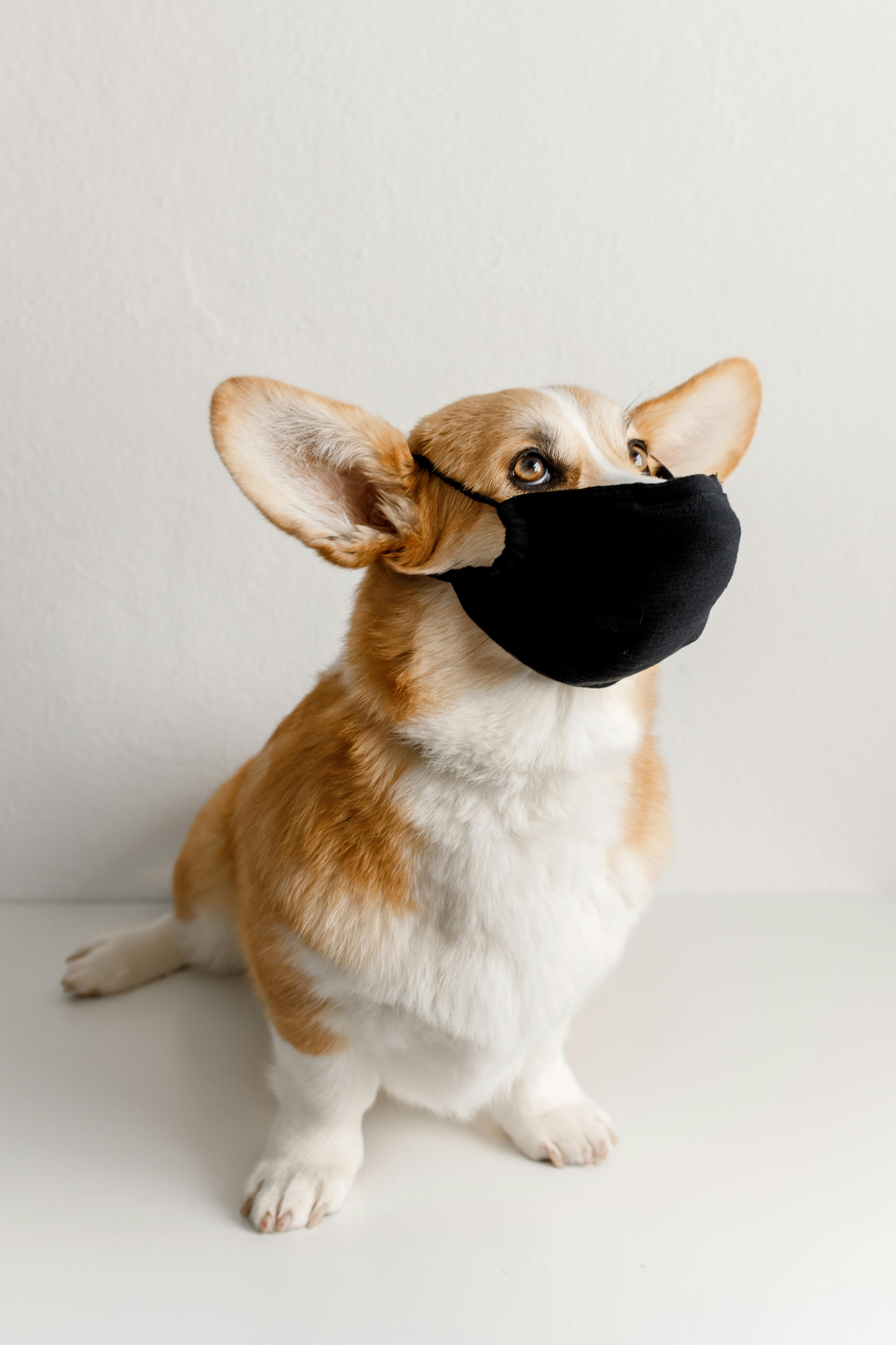 A Dog wearing Face Mask · Free Stock Photo