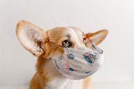 一只可爱的柯基犬戴着有趣的面具，在中性背景前仰望