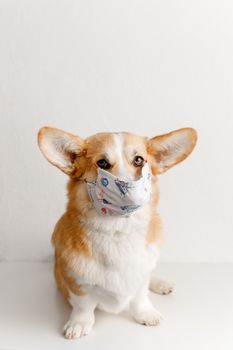 一只可爱的柯基狗戴着图案面具，在工作室里被拍摄下来